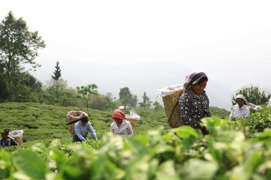 tetereta Darjeeling Aereo Monteviot Ftgfop1 Primera Cosecha Bio - Tetereta Online